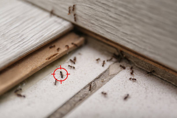 Best Commercial Pest Control Services  in Demarest, NJ