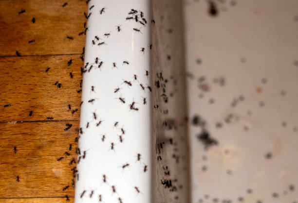 Best Exterminator Services  in Demarest, NJ