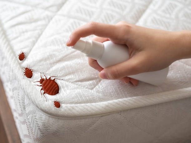 Best Ant Control Services  in Demarest, NJ