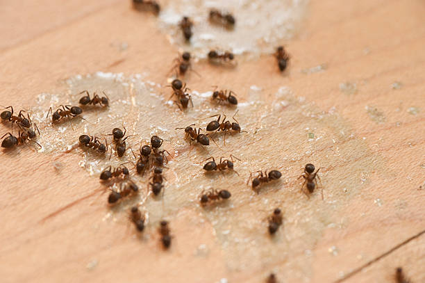 Reliable Demarest, NJ Pest Control Solutions